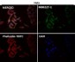 Anti-GAPDH Rabbit Monoclonal Antibody